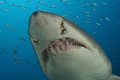 Deep Sea 3D