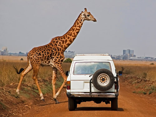Giraffe, Kenya