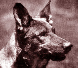 Rin Tin Tin